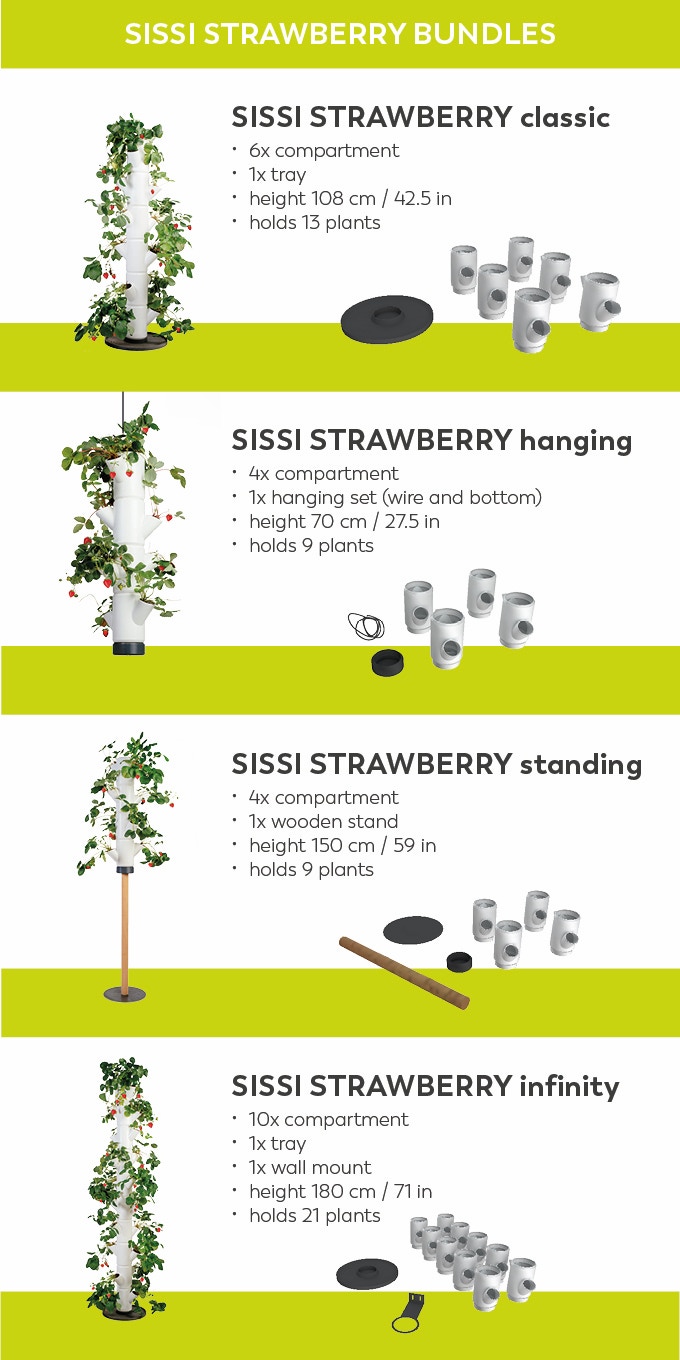 Varianten des Erdbeerbaums Sissi Strawberry