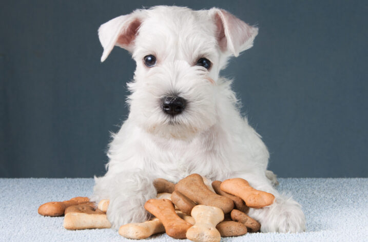 Hunderunde: Das Hunde-Startup aus Höhle der Löwen